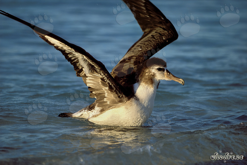 Jung und majestätisch: Laysan-Albatros auf dem weiten Ozean