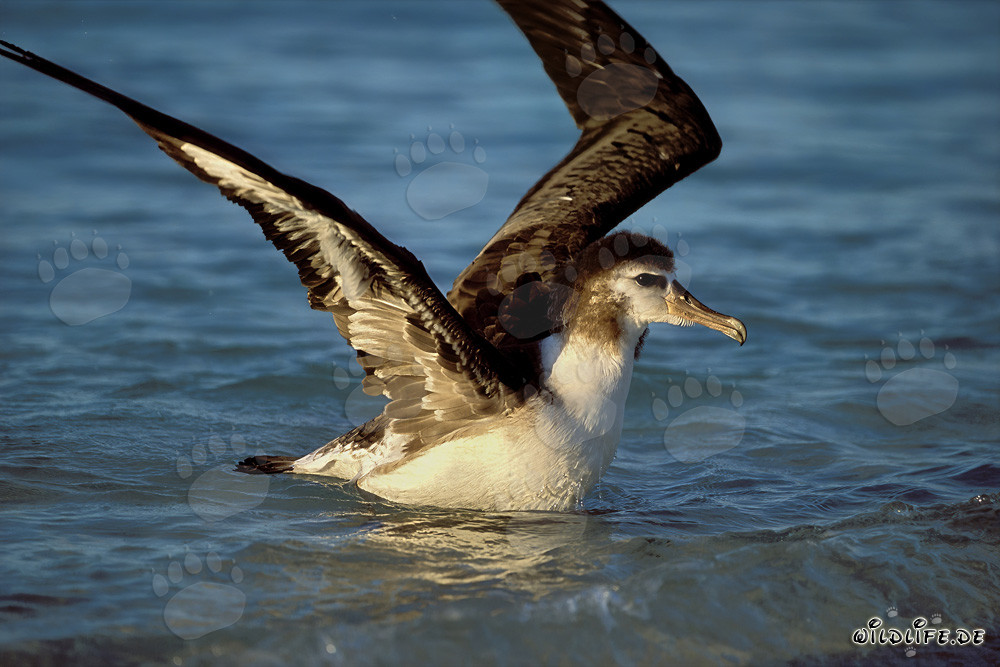Young and Majestic: Laysan albatross on the Vast Ocean