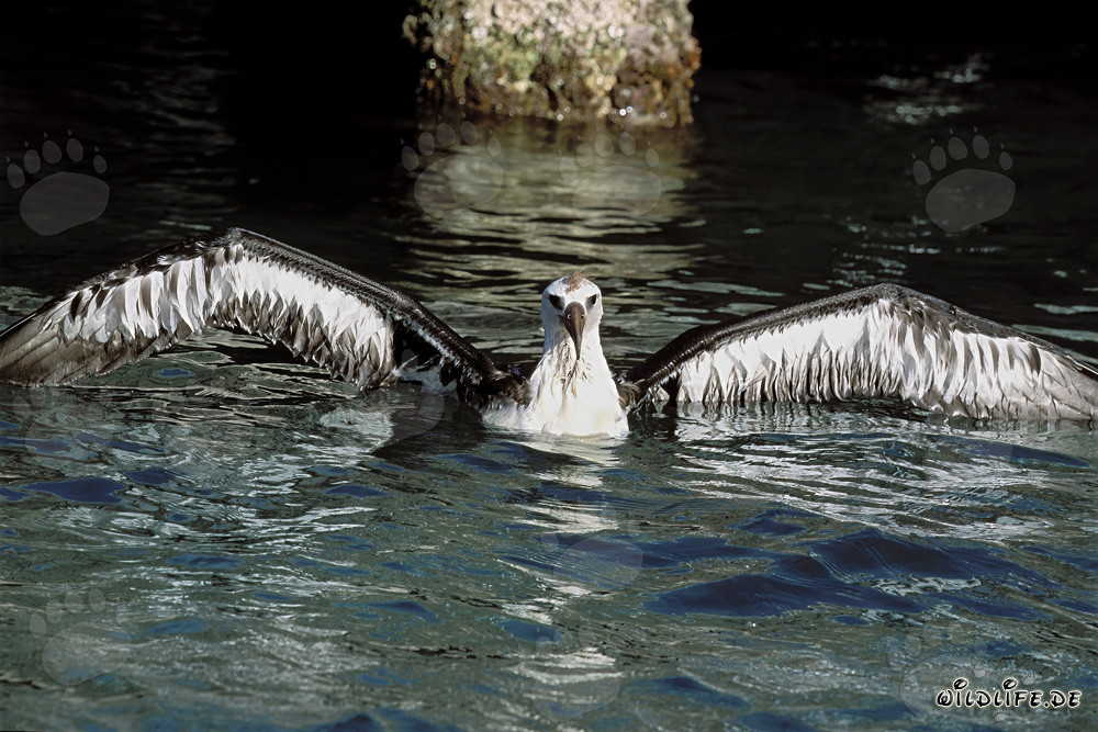 Affascinante giovane albatros di Laysan sull'ampio oceano