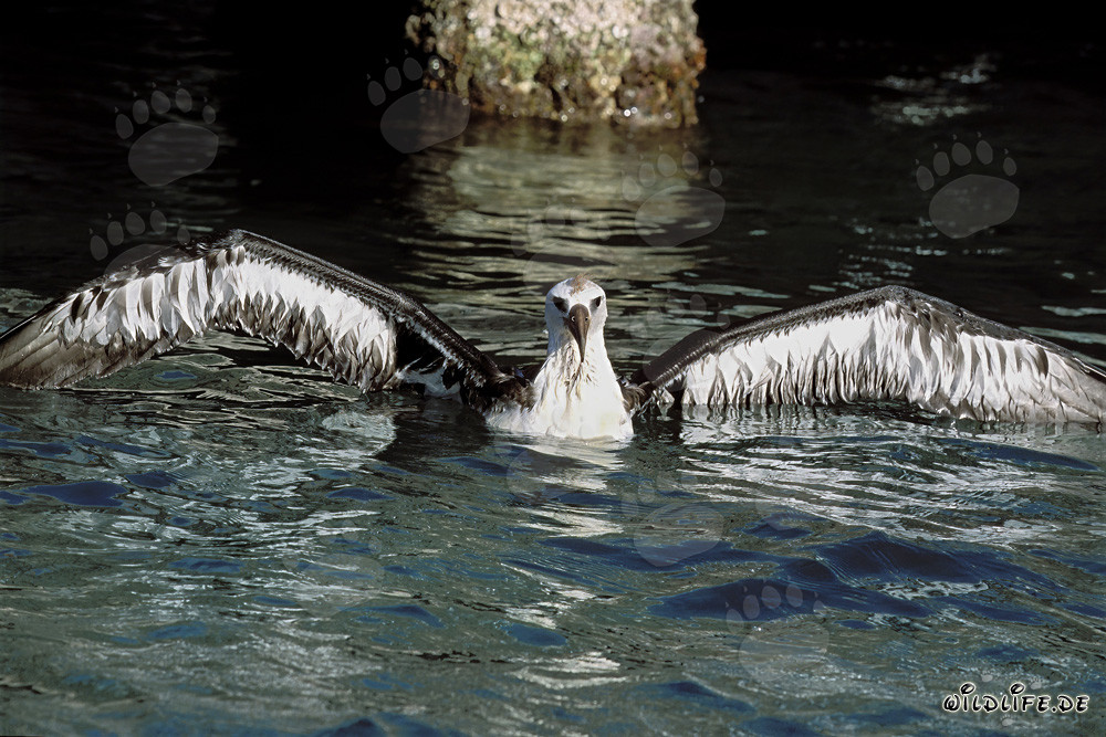 Jeune albatros de Laysan fascinant sur l'immensité de l'océan
