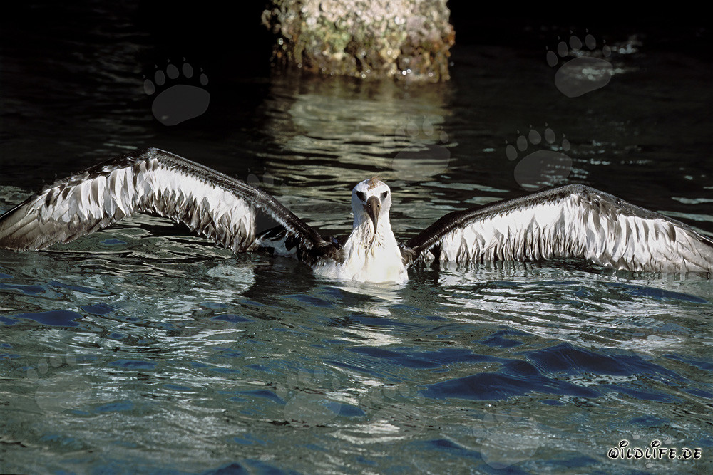 Fascinante joven albatros de Laysan en el vasto océano