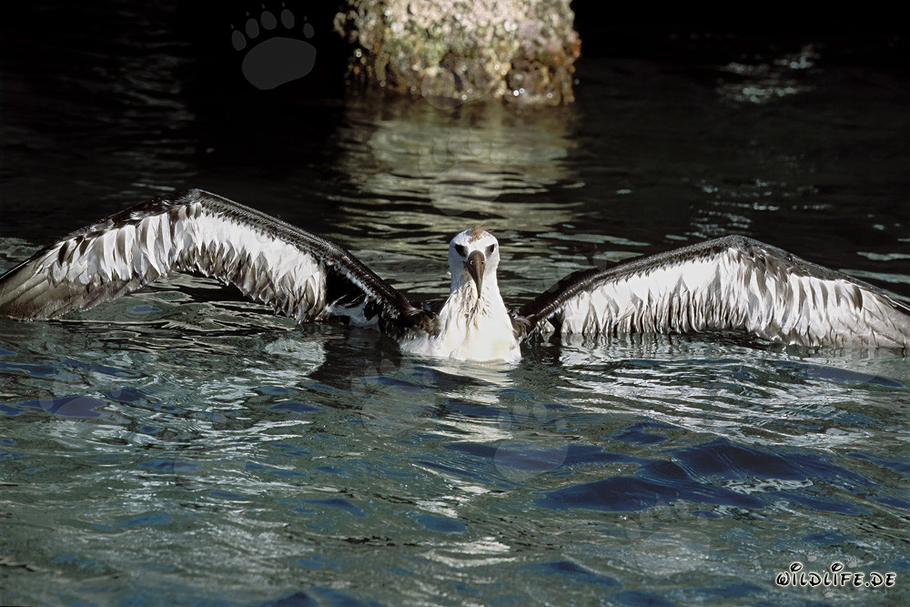 Fascinating young Laysan albatross on the vast ocean