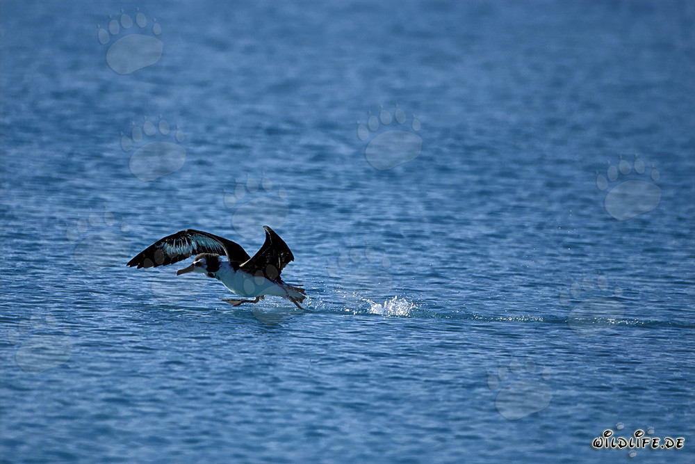 Maestoso albatro di Laysan si alza dall'oceano