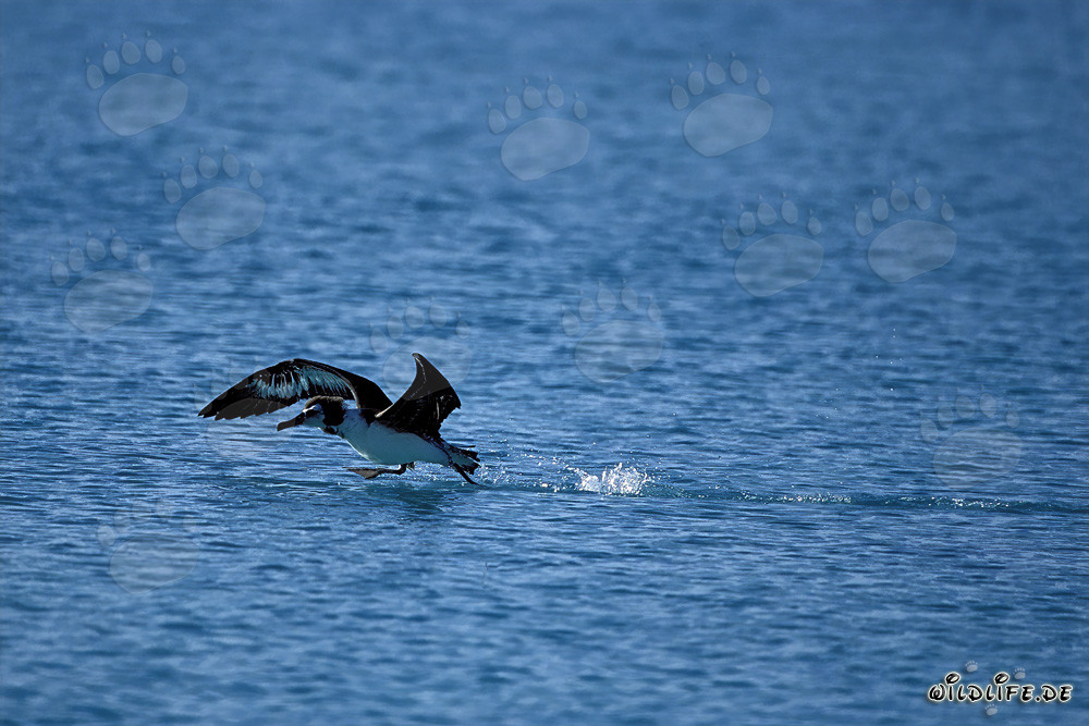 Albatros de Laysan majestueux s'envole de l'océan