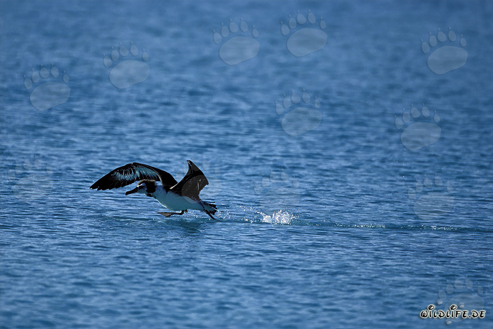 Albatros de Laysan majestuoso despega del océano