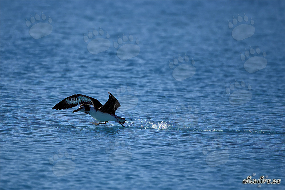 Majestätischer Laysan-Albatros hebt vom Ozean ab