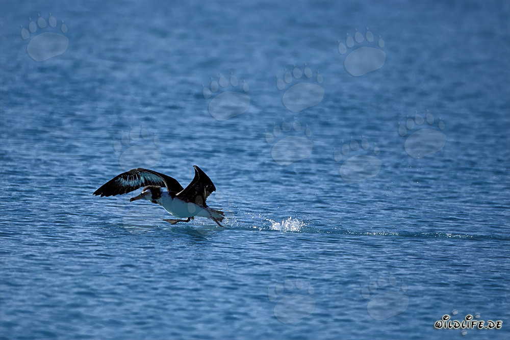 Majestic Laysan albatross taking off from the sea