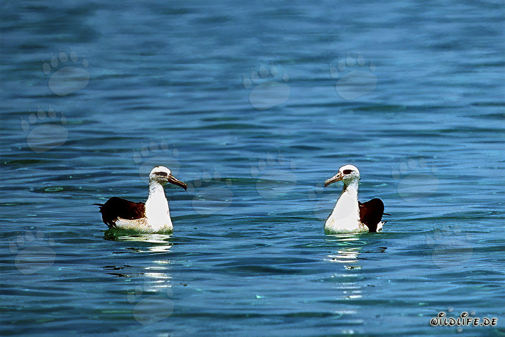 Albatros de Laysan majestuosos planeando sobre el océano