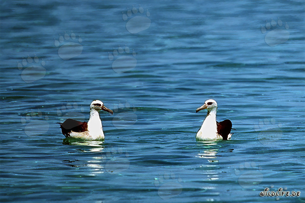 Albatros de Laysan majestueux planant au-dessus de l'océan