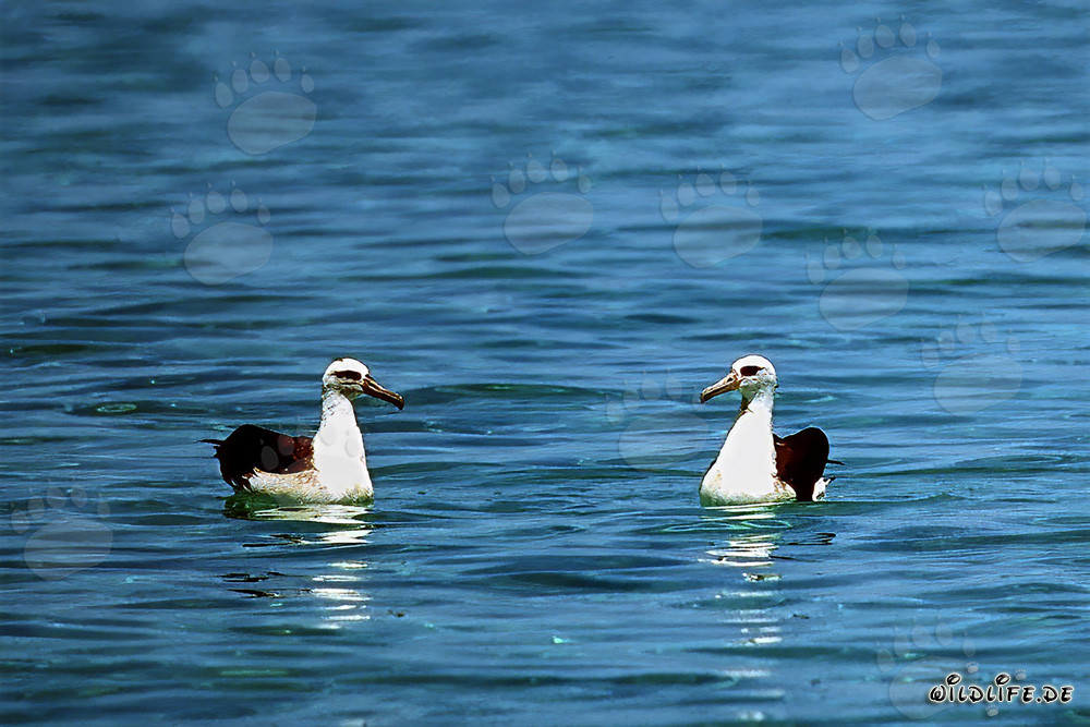 Majestätische Laysan-Albatrosse gleiten über dem Ozean