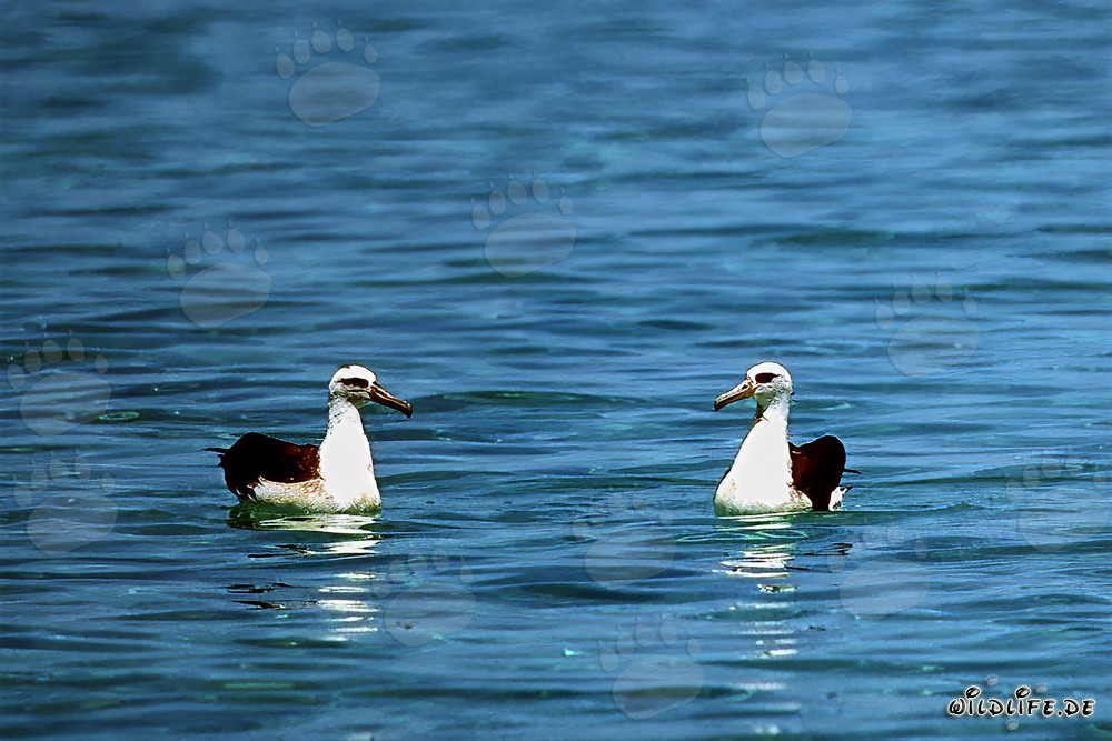 Majestic Laysan albatrosses soaring over the ocean