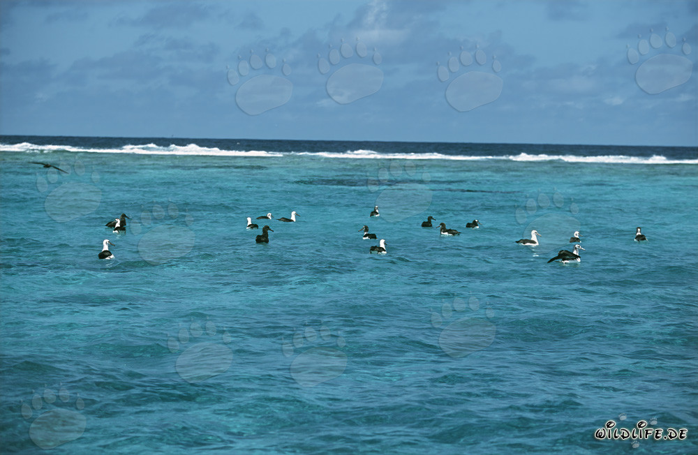 Fascinantes albatros de Laysan y albatros de patas negras en el océano
