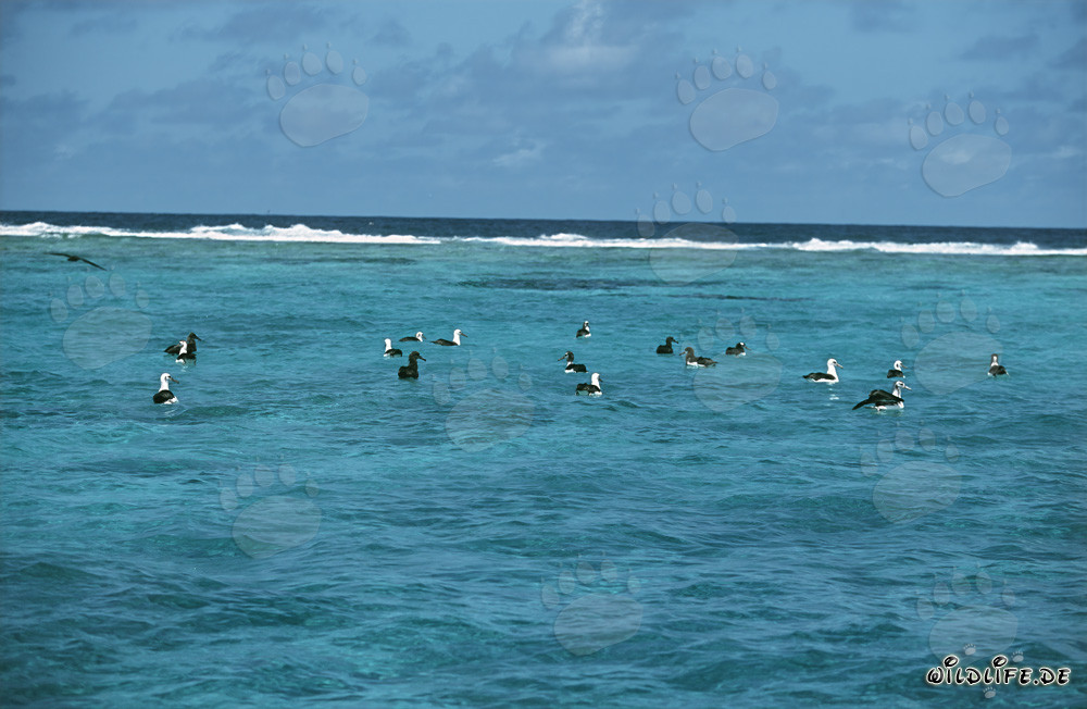 Affascinanti albatros di Laysan e albatros a piedi neri sull'oceano