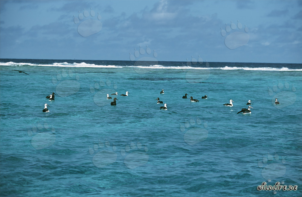 Albatros de Laysan et albatros à pieds noirs fascinants sur l'océan
