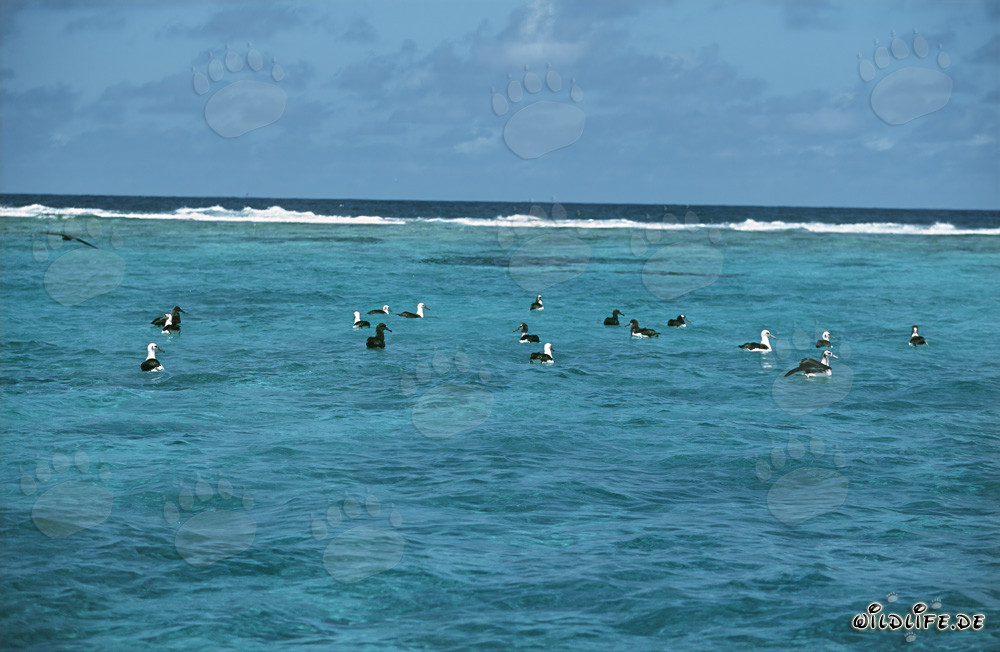 Faszinierende Laysan-Albatrosse und Schwarzfuß-Albatrosse auf dem Ozean