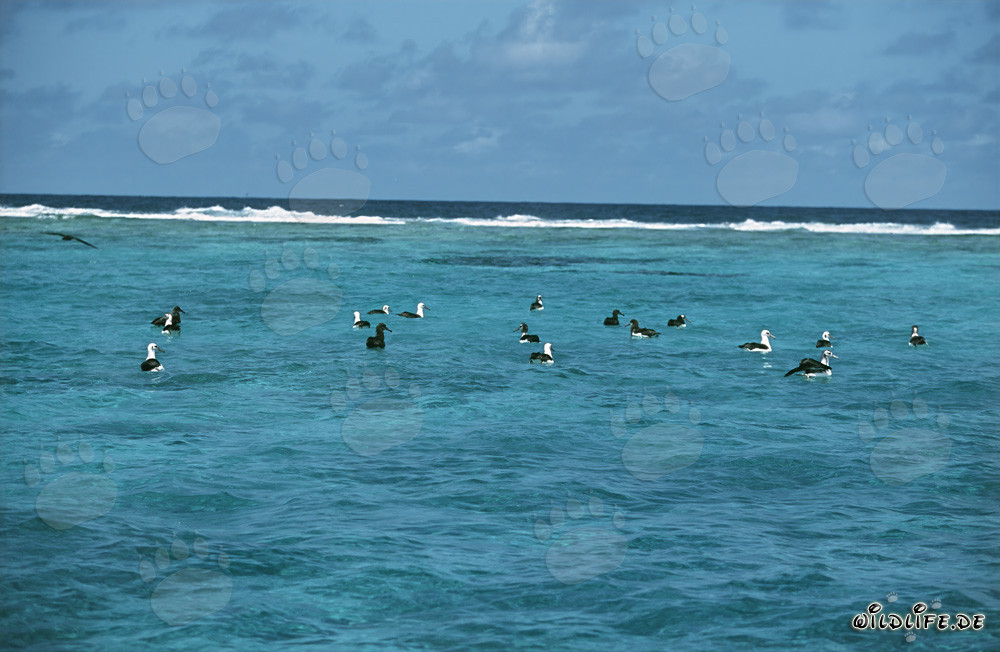 Fascinating Laysan Albatrosses and Black-footed Albatrosses on the Ocean