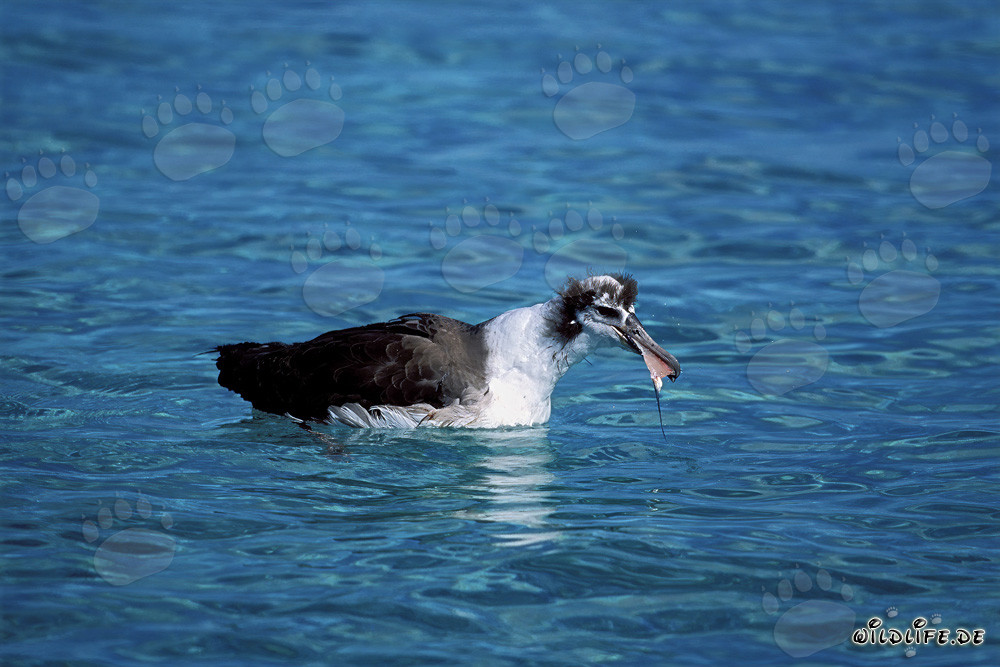 Affascinante giovane albatros di Laysan sul mare
