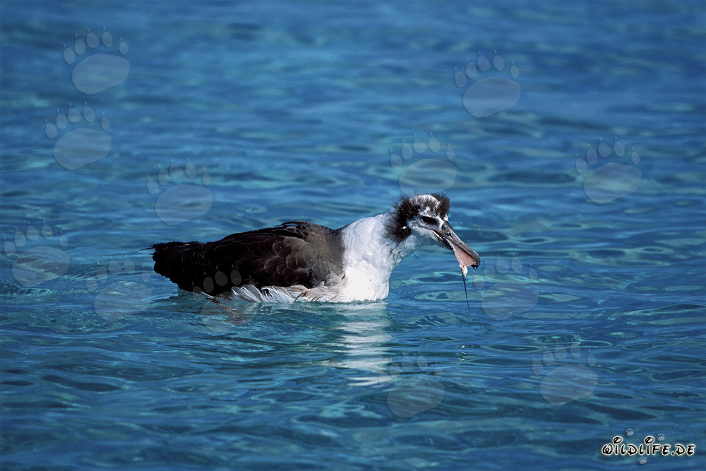 Jeune et fascinant albatros de Laysan sur la mer