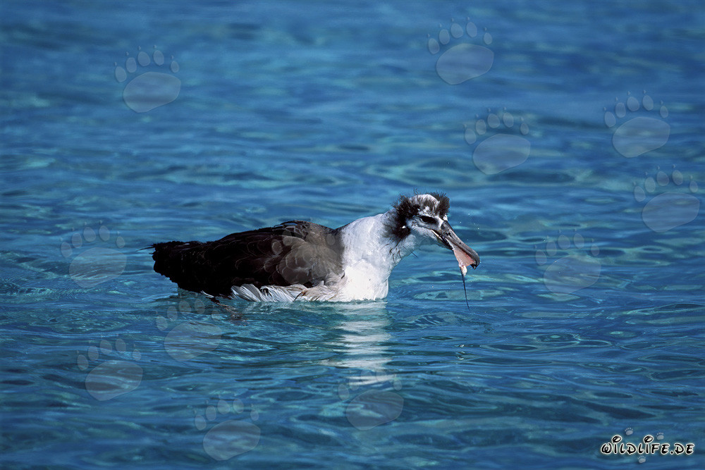 Faszinierender junger Laysan-Albatros auf dem Meer