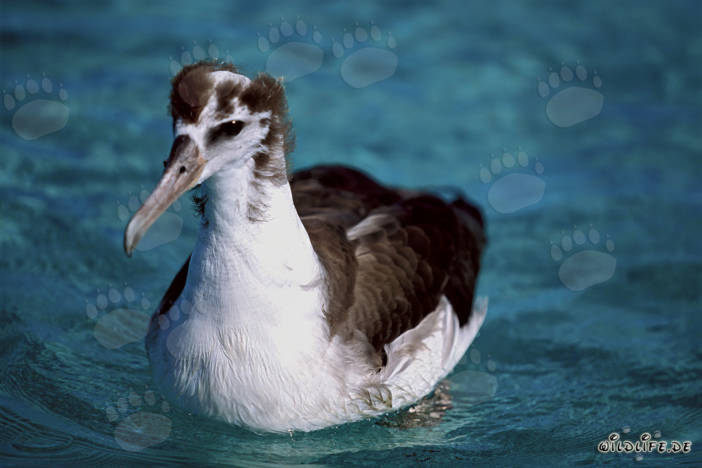 Young Laysan Albatross