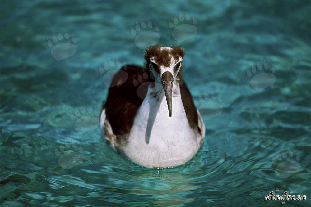Fascinante giovane albatros di Laysan nel Pacifico