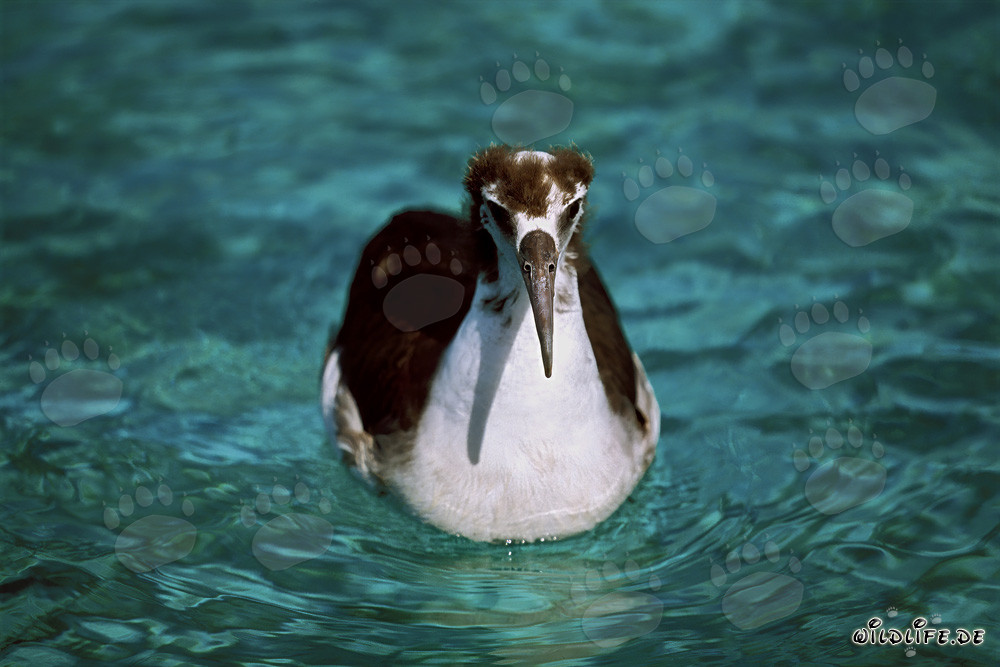 Jeune albatros de Laysan fascinant dans le Pacifique