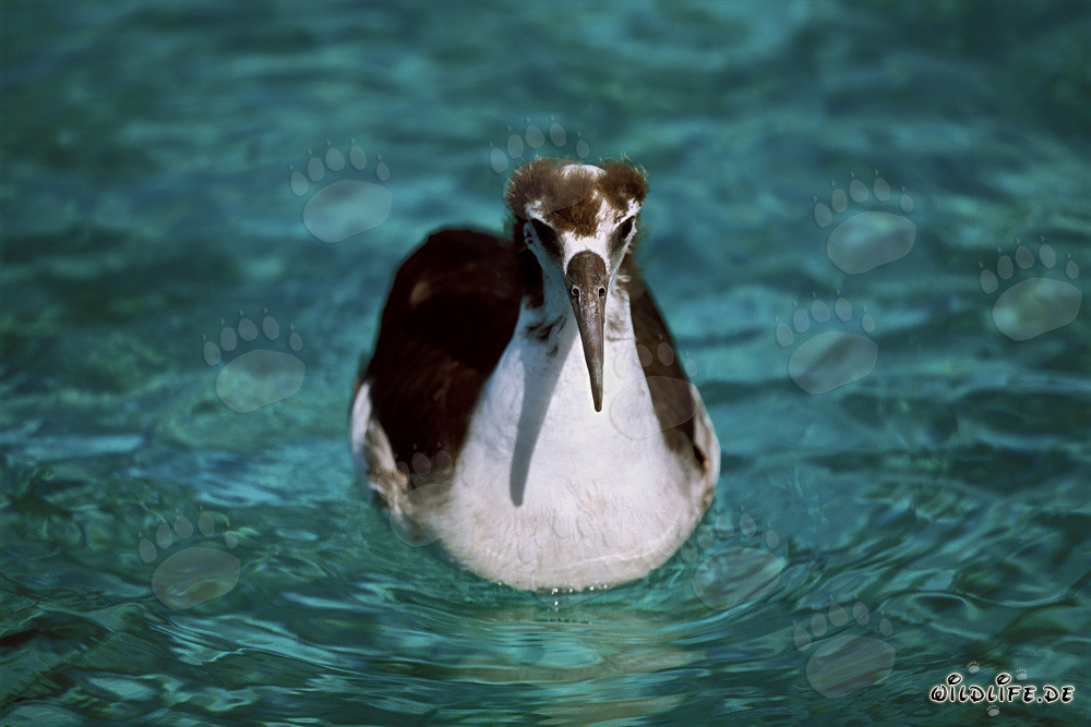 Fascinating young Laysan albatross on the Pacific Ocean