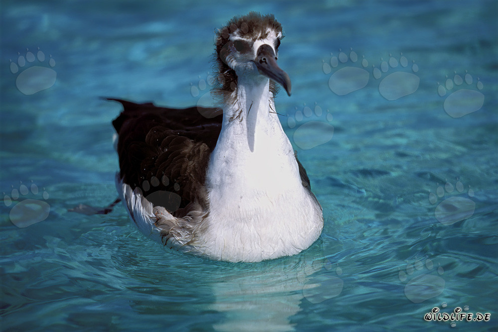 Affascinante giovane albatros di Laysan in mare