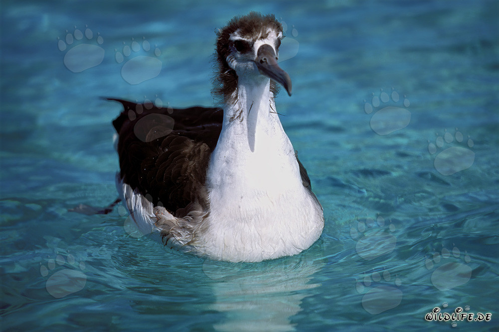 Albatros de Laysan jeune fascinant en mer