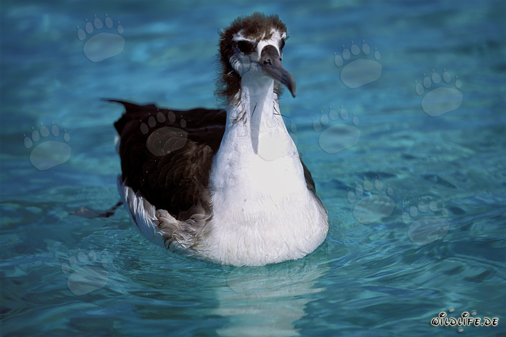 Faszinierender junger Laysan-Albatros auf dem Meer