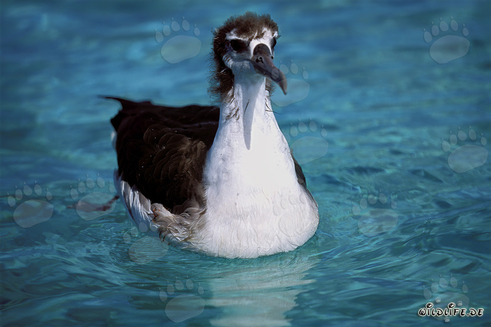 Fascinating young Laysan albatross on the sea