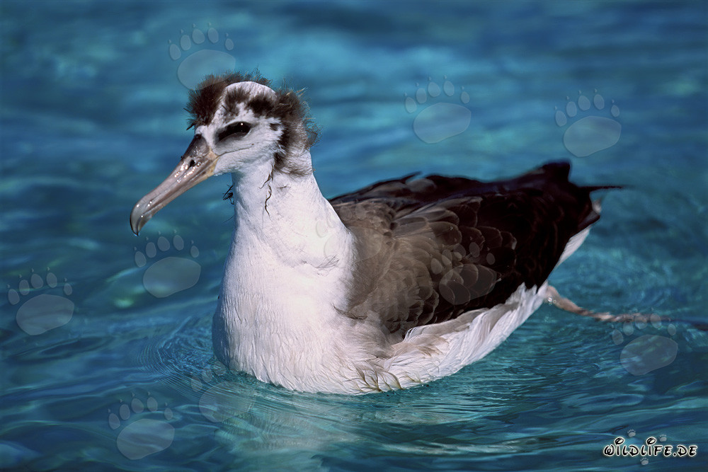 Affascinante giovane albatros di Laysan sull'oceano