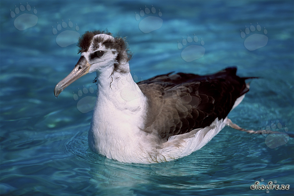 Jeune albatros de Laysan fascinant sur l'océan