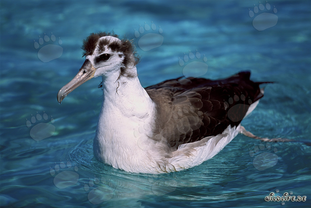 Fascinante joven albatros de Laysan en el océano