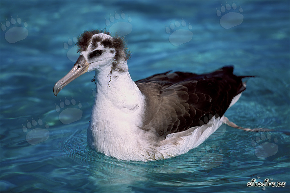 Faszinierender junger Laysan-Albatros auf dem Ozean