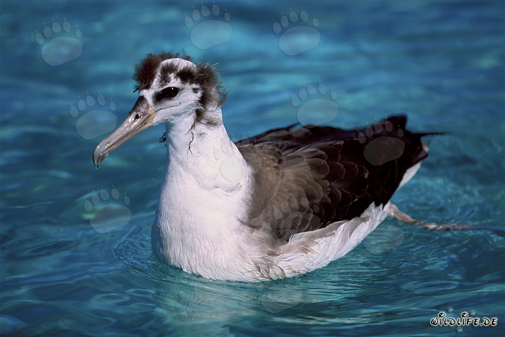 Fascinating young Laysan albatross on the ocean