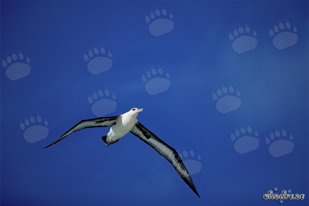 Albatros de Laysan majestueux en vol