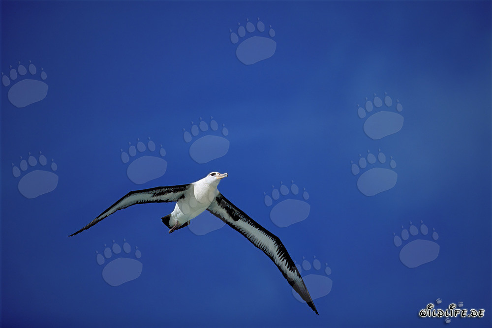 Albatros de Laysan majestuoso en vuelo