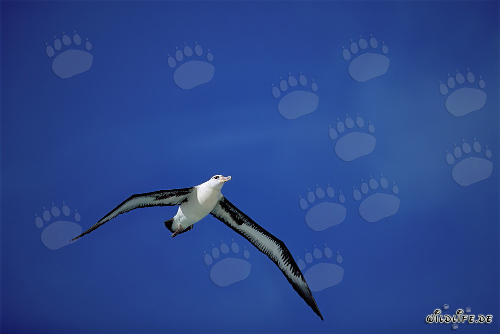 Majestätischer Laysan-Albatros im Flug