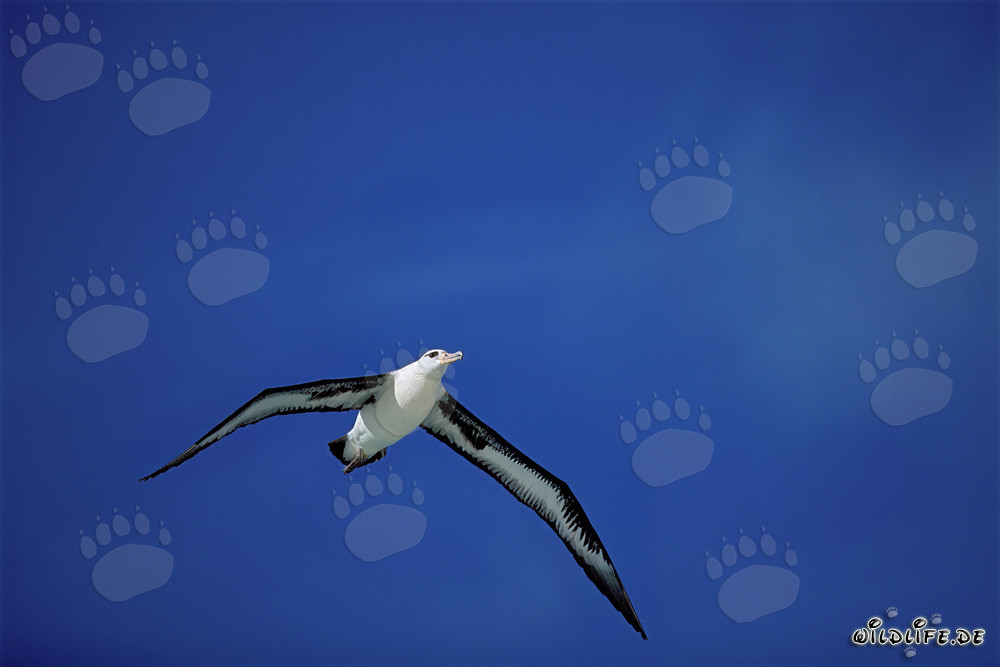 Majestic flying Laysan albatross