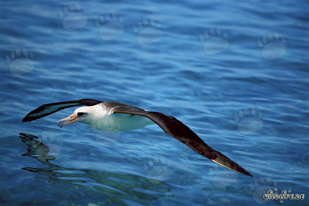 Albatros de Laysan majestueux plane au-dessus de l'océan