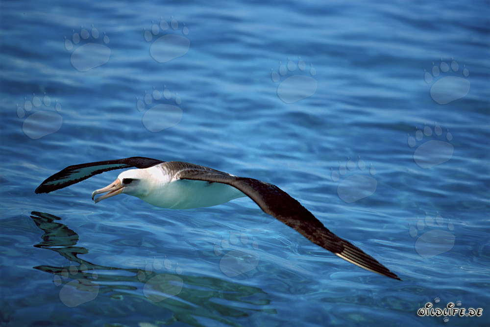 Albatros de Laysan majestuoso planea sobre el océano