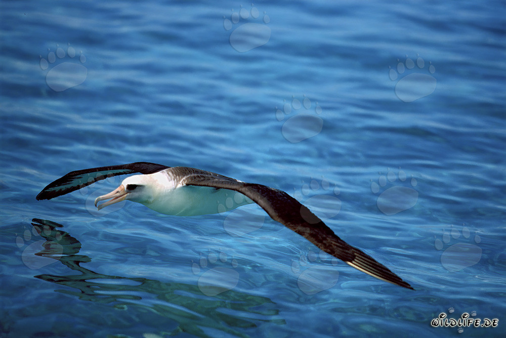 Majestätischer Laysan-Albatros gleitet über dem Ozean