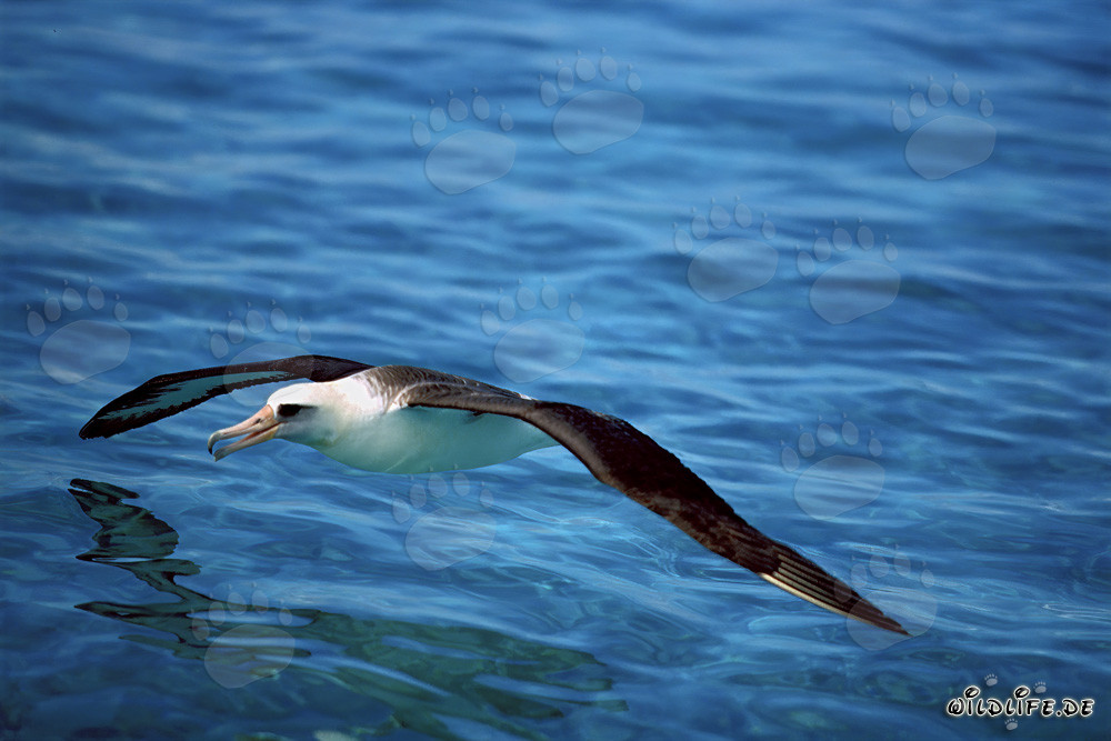Majestic Laysan albatross soaring over the ocean