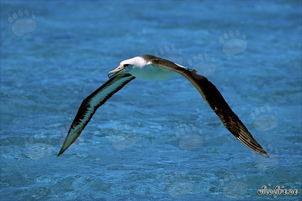 Albatro di Laysan inizia con successo l'avventura del volo