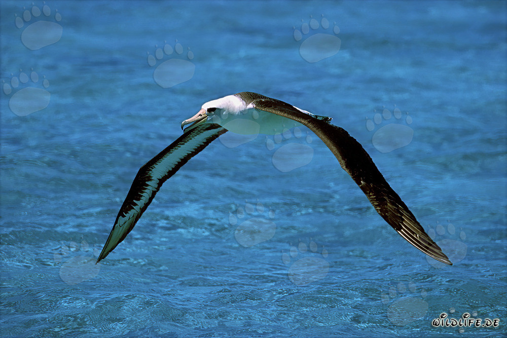 Albatros à bec rouge démarre avec succès dans l'aventure du vol