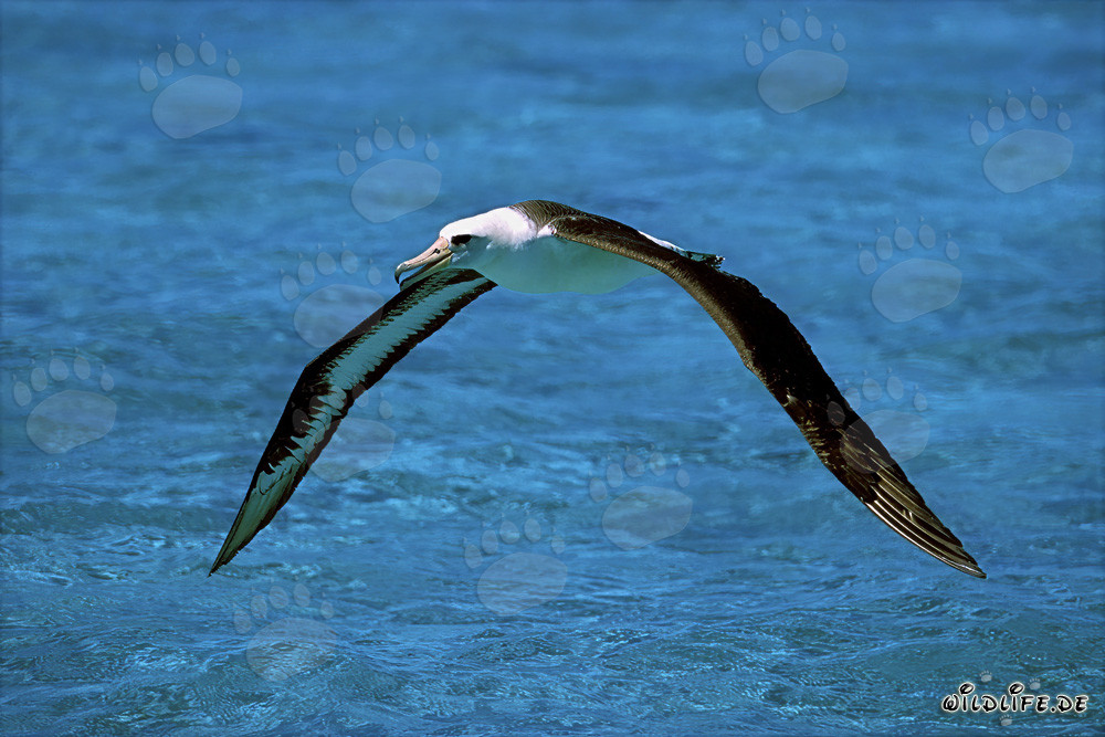 Albatros de Laysan inicia con éxito la aventura del vuelo