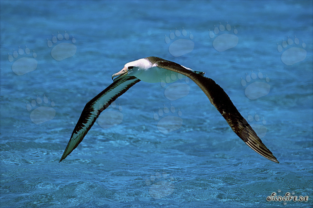 Laysan-Albatros startet erfolgreich ins Flugabenteuer