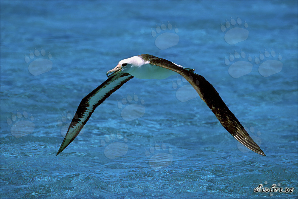 Laysan Albatross successfully takes off into the flight adventure