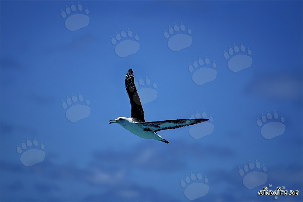 Albatros de Laysan majestuoso volando sobre el Pacífico